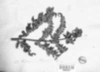 Xyloma pteridis image